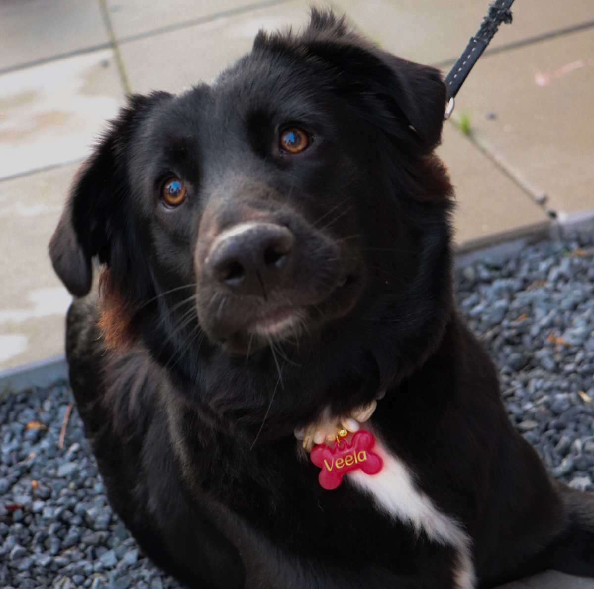 Hondenketting met Kralen - Framboos met naam penning voor hond