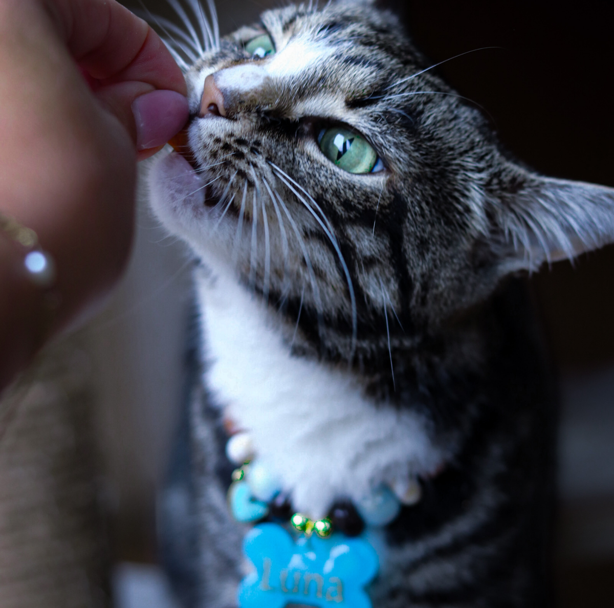 Hondenketting Oceaan blauw met kralen en penning ook voor katten