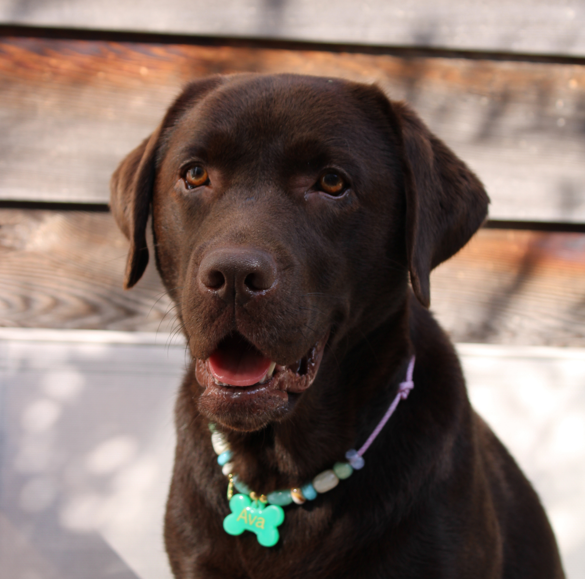 Hondenketting met kralen en penning Blossom om bij hond