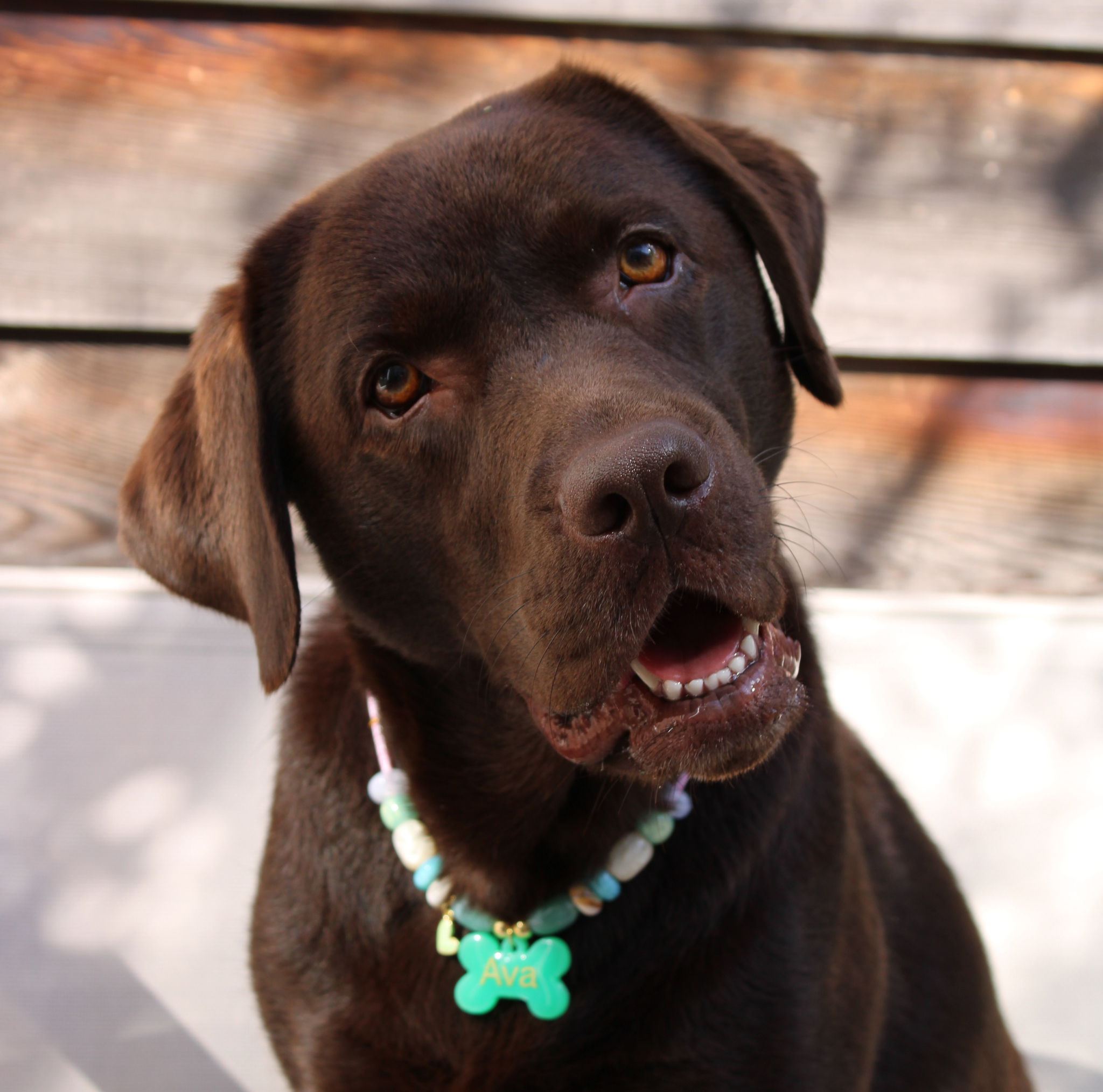 Honden en kattenketting Blossom om bij bruine labrador