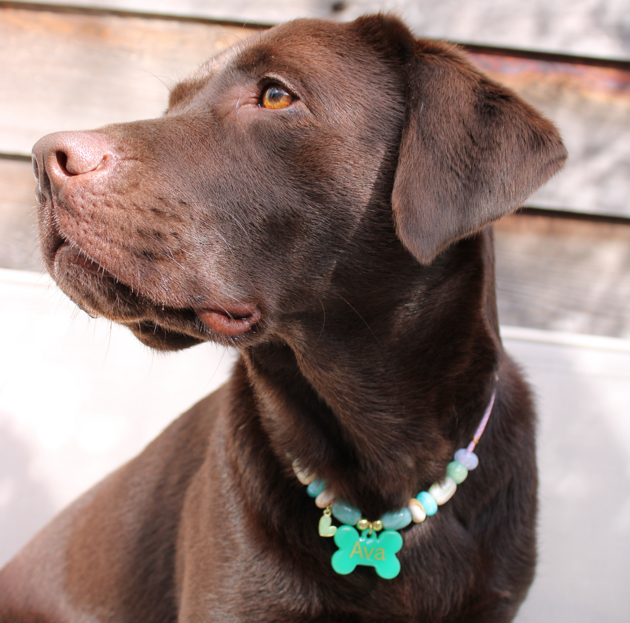 Honden en kattenketting Blossom om bij hond