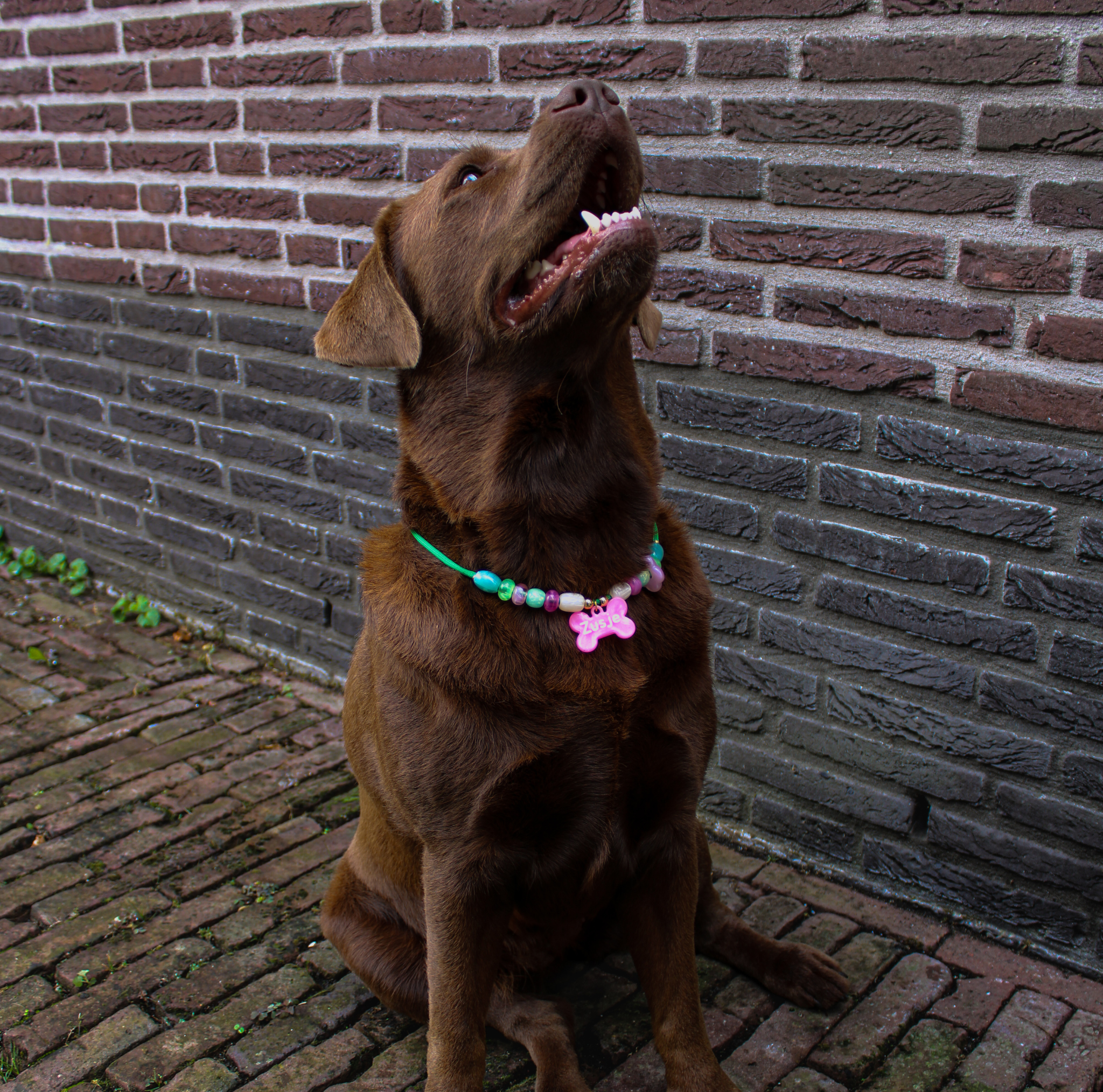 Hondenketting met Kralen - Candy Mint & Pink labrador