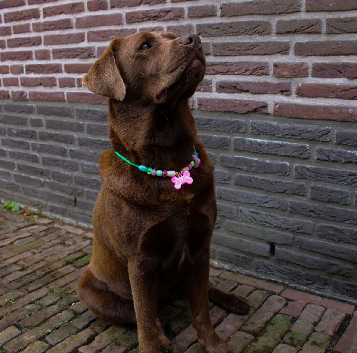 Hondenketting met Kralen - Candy Mint & Pink met naam