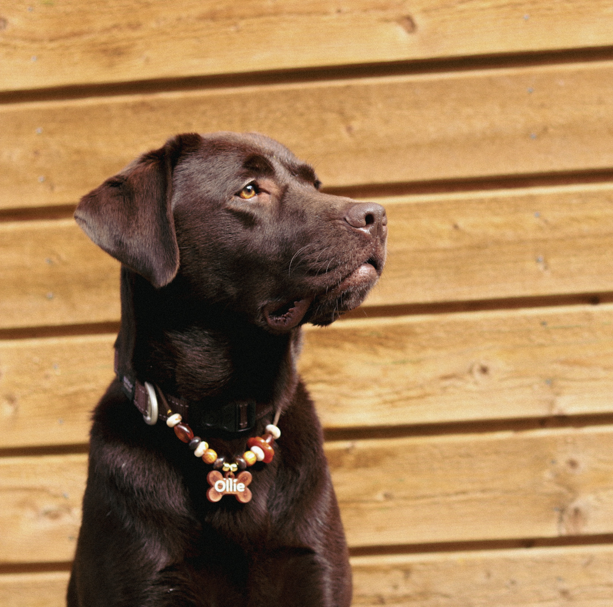 Hondenketting met Kralen - Kastanje & Amber bij lieve hond 