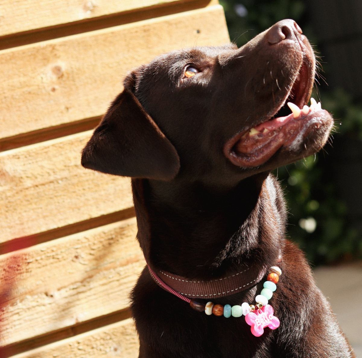 Honden ketting met Kralen Wildberry Mint om bij bruine labrador