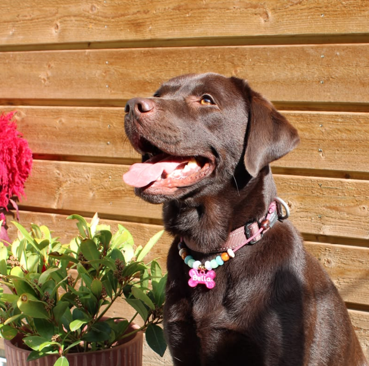 Honden ketting met Kralen Wildberry Mint buitenspelen met penning