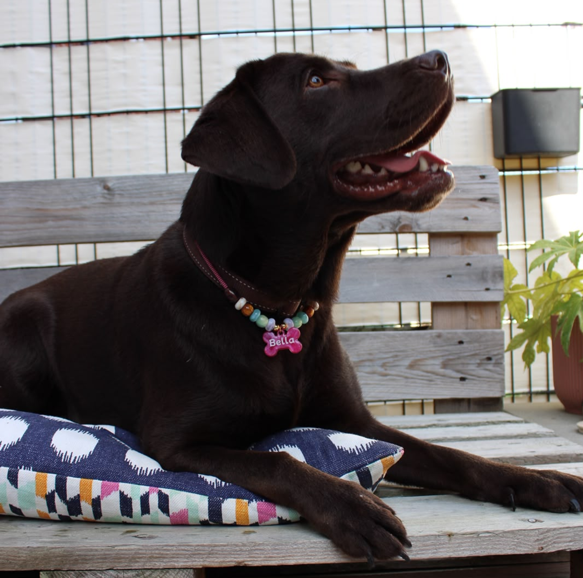 Honden ketting met Kralen Wildberry Mint buiten spelen